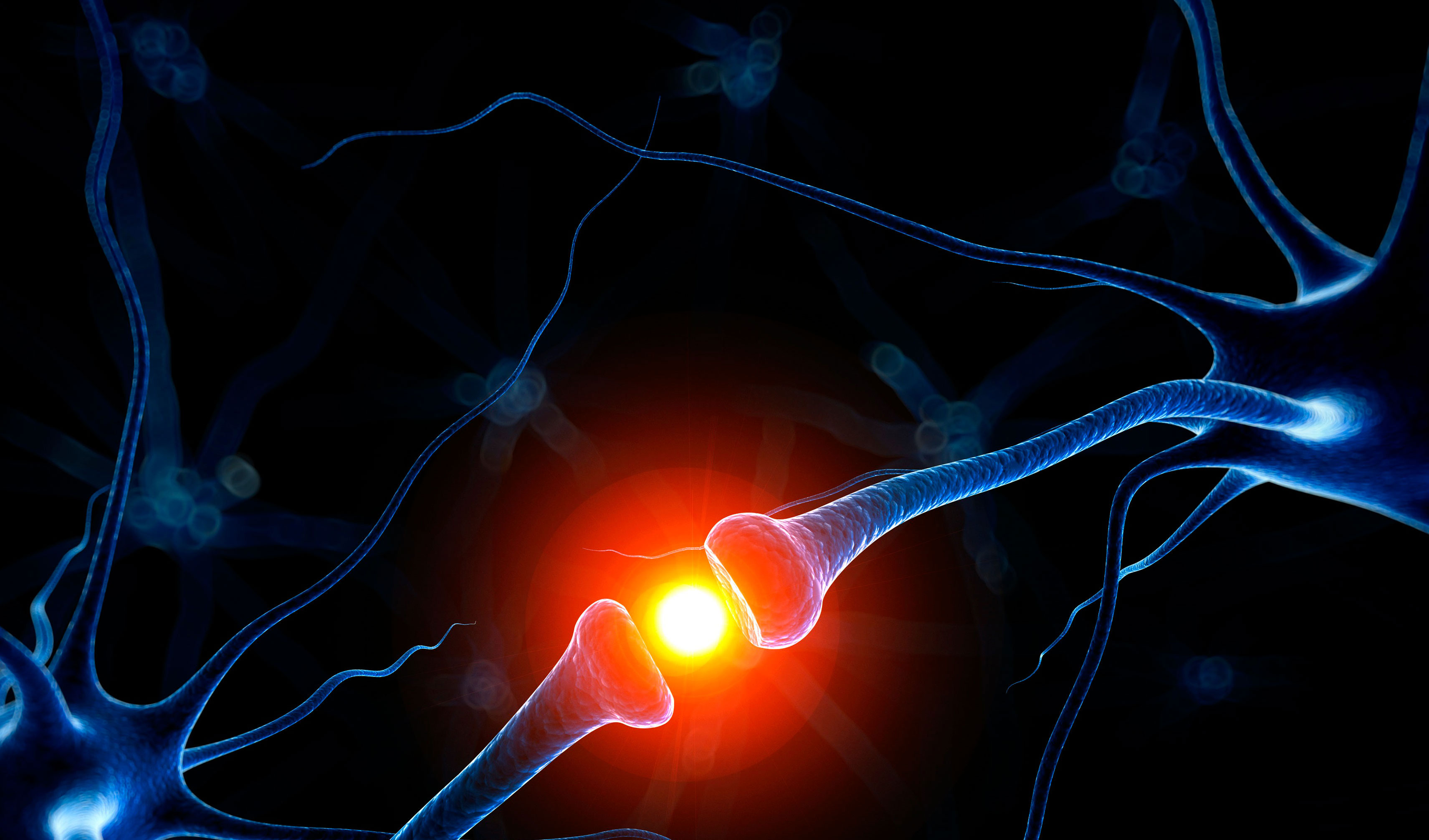 Путь передачи нервного импульса в мозг